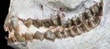 Exceptional, Oreodont (Merycoidodon) Skull With Vertebrae #50815-1